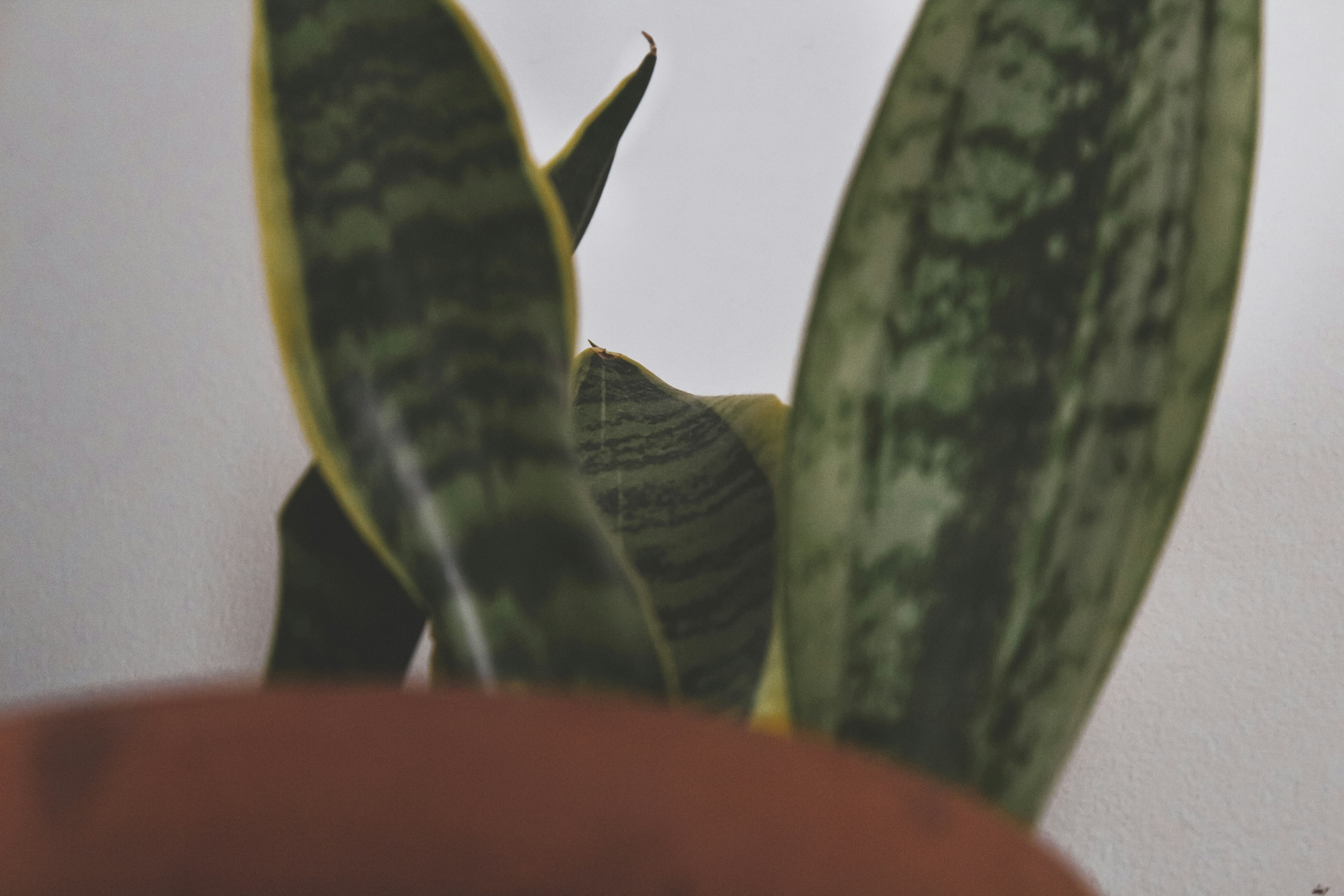 green and yellow snake plant